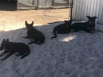 Black and Tan Kelpie Pups