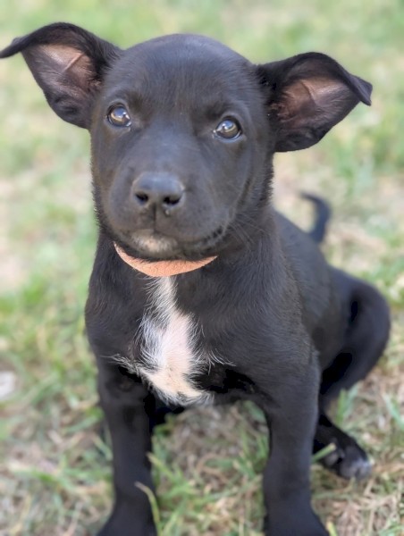Kelpie puppy