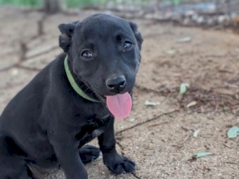 Kelpie puppy