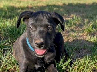 Kelpie puppy