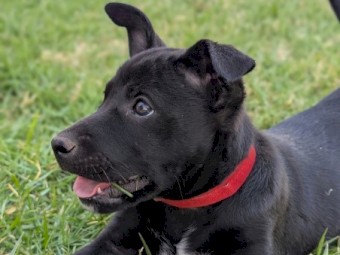 Kelpie puppy
