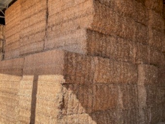2024 Vetch Hay 