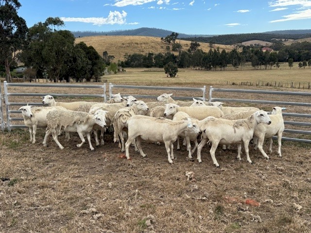 Aussie White Ewe Hoggets 