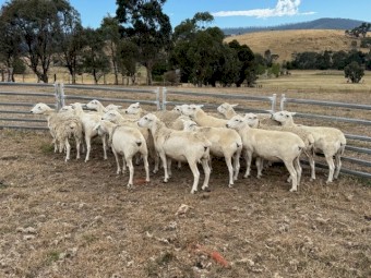 Aussie White Ewe Hoggets 