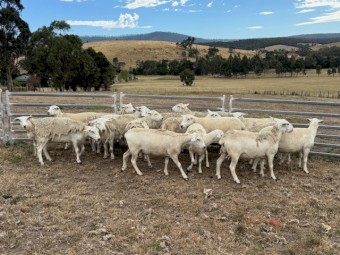 Aussie White Ewe Hoggets 