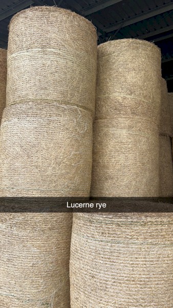 50 x Ryegrass/Lucerne Mix Hay 4ft Rolls