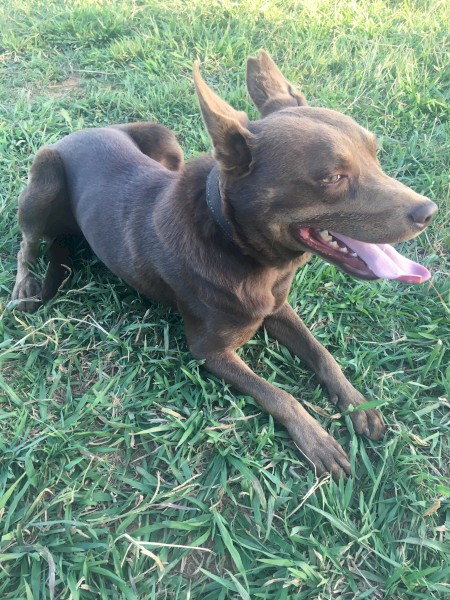 Kelpie -  Brown Male