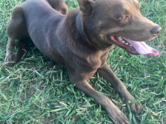 Kelpie -  Brown Male