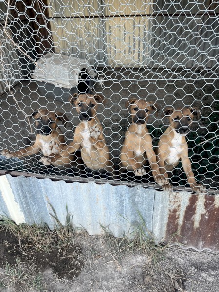 Kelpie X pups