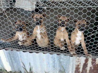 Kelpie X pups