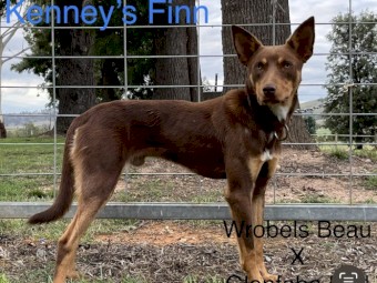 Kelpie X pups