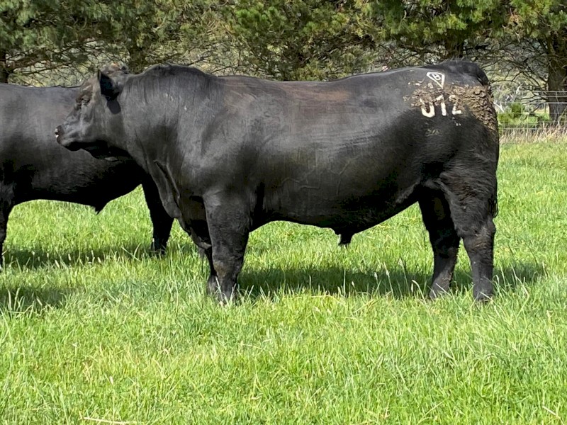 Registered HBR Angus Bulls