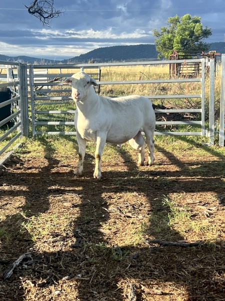 Registered white dorper rams