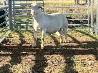 Registered white dorper rams