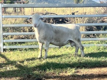 Registered white dorper rams