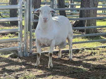 Registered white dorper rams