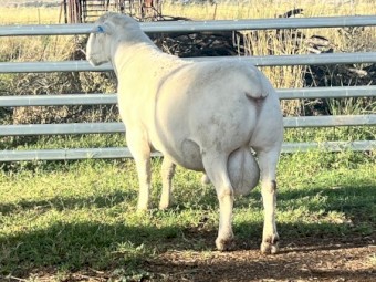 Registered white dorper rams
