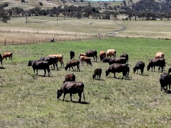 Full Blood Wagyu Black and Red Cows, Calves, Heifers, Steers, Bull