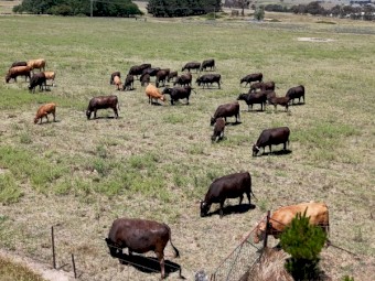 Full Blood Wagyu Black and Red Cows, Calves, Heifers, Steers, Bull
