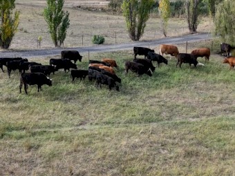 Full Blood Wagyu Black and Red Cows, Calves, Heifers, Steers, Bull