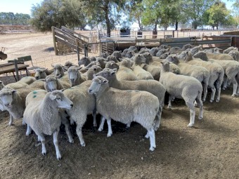 142 composite ewes SIL to Poll Dorset