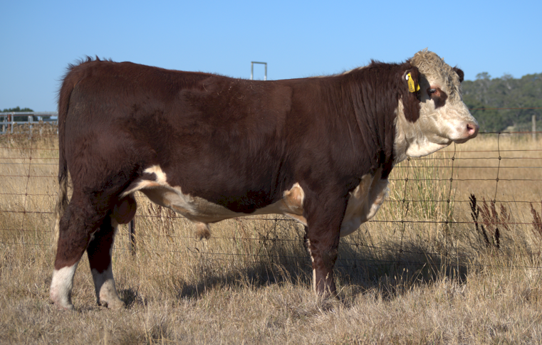 Hereford Stud Bulls For Sale