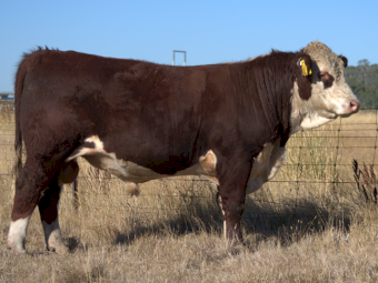 Hereford Stud Bulls For Sale