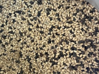 Illabo Wheat and Vetch Mix