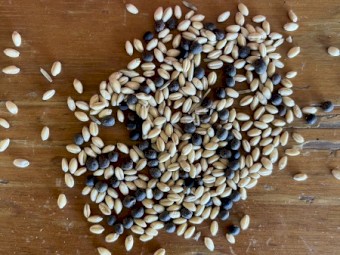 Illabo Wheat and Vetch Mix