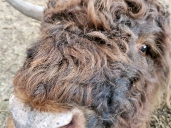 Highland Bull