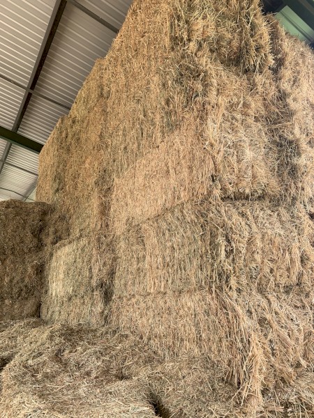 Barley Straw,