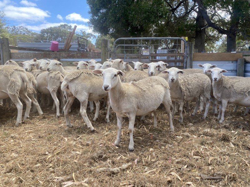 2024 drop Australian white ewe lambs 