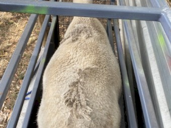 2024 drop Australian white ewe lambs 
