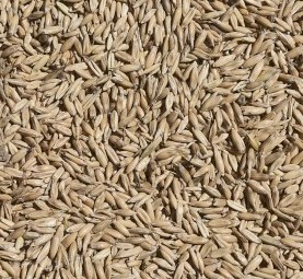28mt Possum Oats