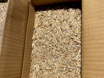 Brusher Oats