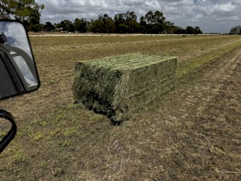 800mt Lucerne Hay 8x4x3 Bales