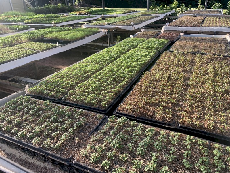 LEASE a 28 years established hydroponic lettuce/greens farm in Northern Rivers