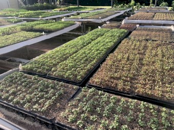 LEASE a 28 years established hydroponic lettuce/greens farm in Northern Rivers