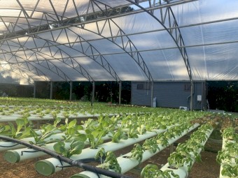 LEASE a 28 years established hydroponic lettuce/greens farm in Northern Rivers