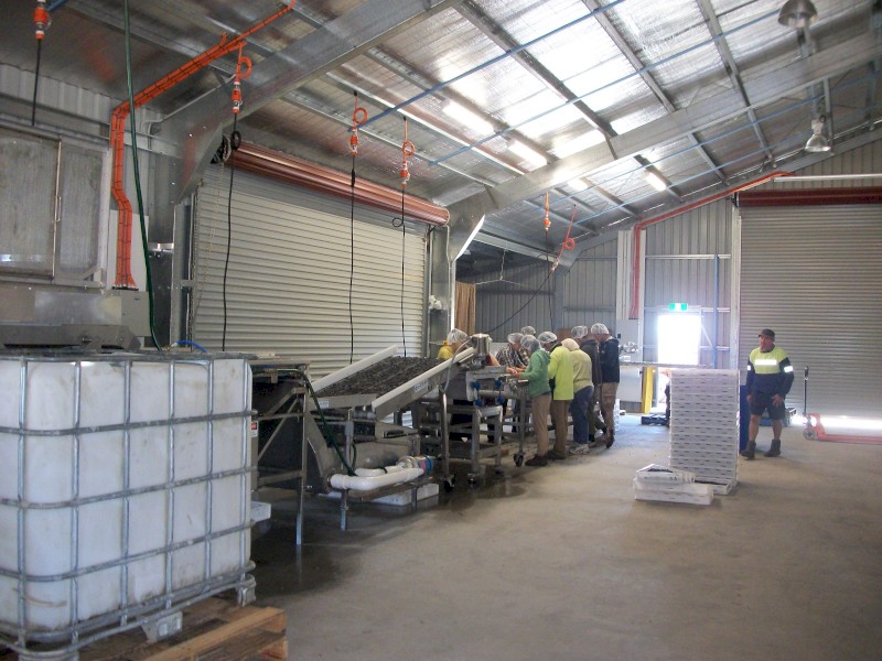 Lakewood Frozen blueberry Grading line