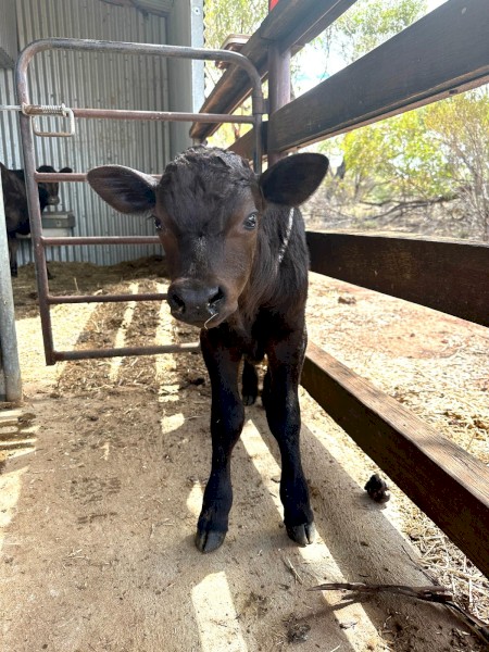 House Cow