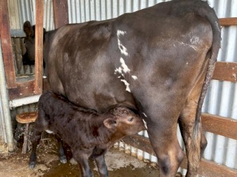 House Cow