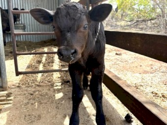 House Cow