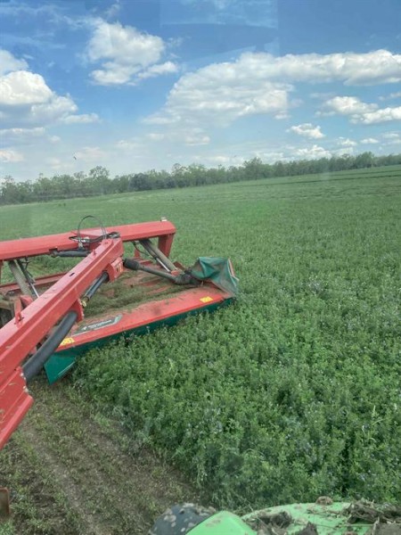 3rd Cut Lucerne 2024/2025 