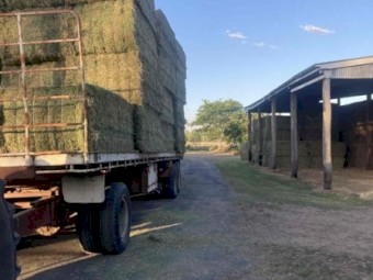 3rd Cut Lucerne 2024/2025 