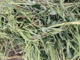Millet/Cowpea
