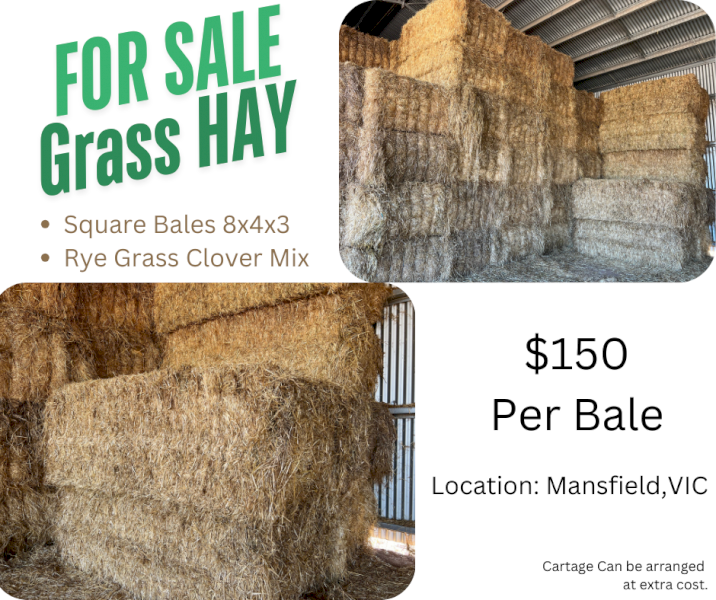 Big Squares 8x4x3 Ryegrass - Clover Hay