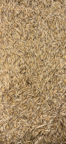 150 mt Oats Seed (Graza 50)