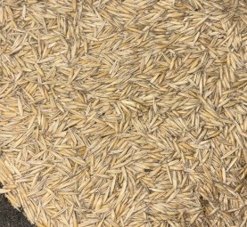 150 mt Oats Seed (Graza 50)
