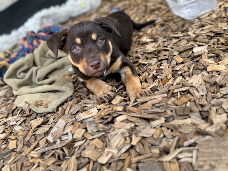 Two red and tan kelpies looking for homes